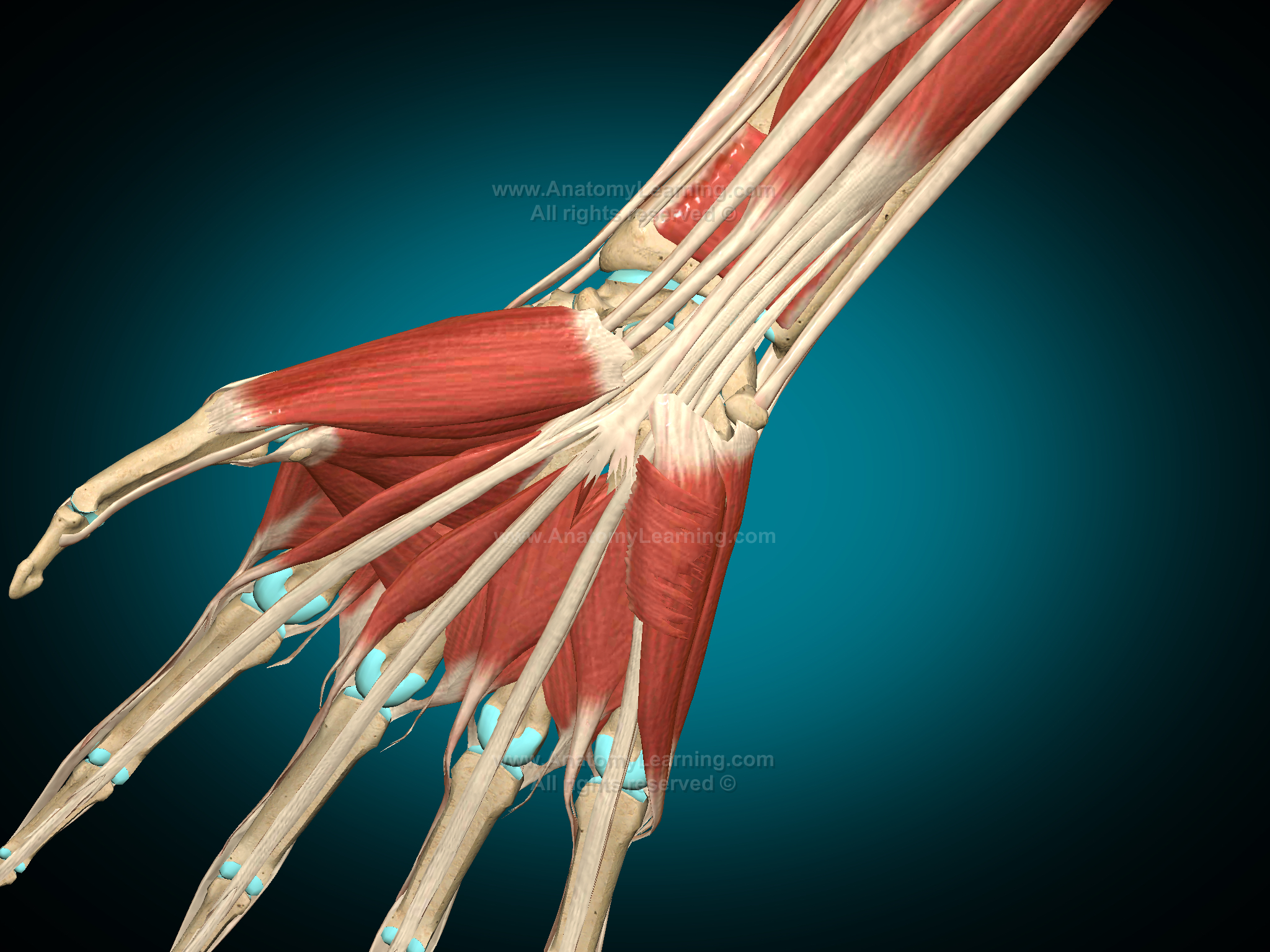 Wrist anatomy